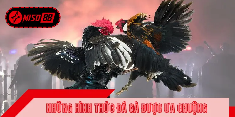 Tham gia trải nghiệm đa dạng các hình thức đá gà MISO88