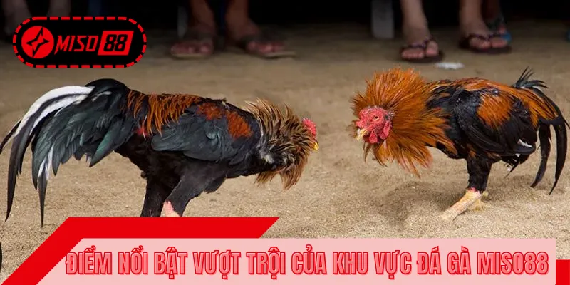 Lý do các kê thủ nên tham gia chọi gà tại MISO88