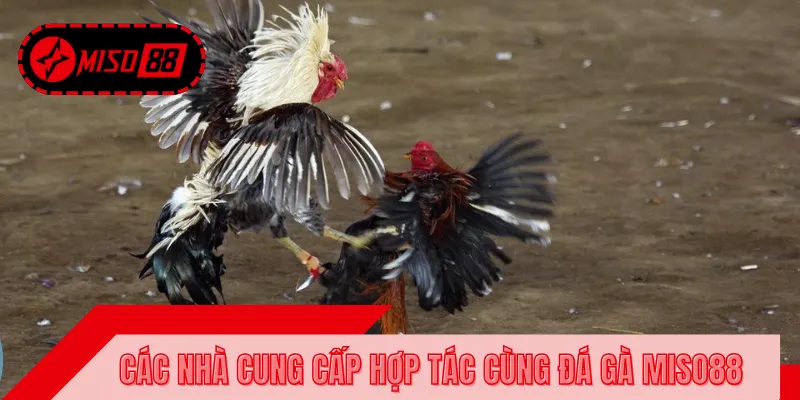 Top 3 đơn vị hợp tác đá gà cùng nhà cái MISO88