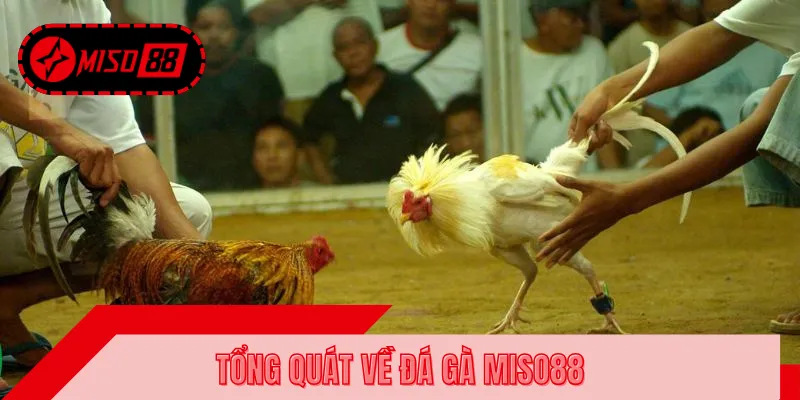 Giới thiệu thông tin về đá gà MISO88